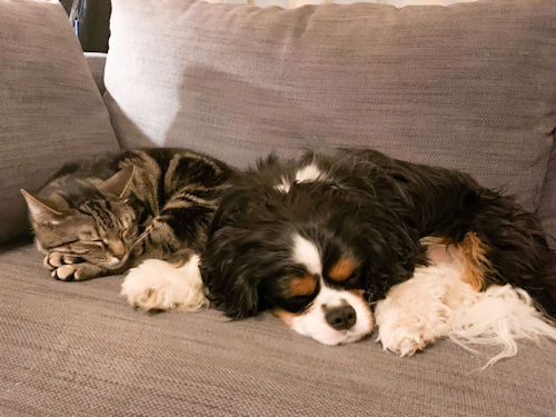 Hamlet and Cat - 2025_10_04.jpg